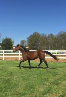 WarmbloodMareWeb-197x300