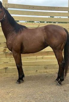 thoroughbred-horse-for-sale